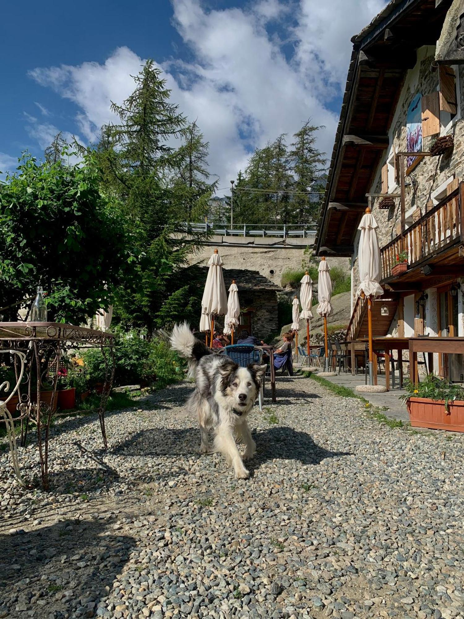 Chalet Del Lago Ceresole Reale Eksteriør billede