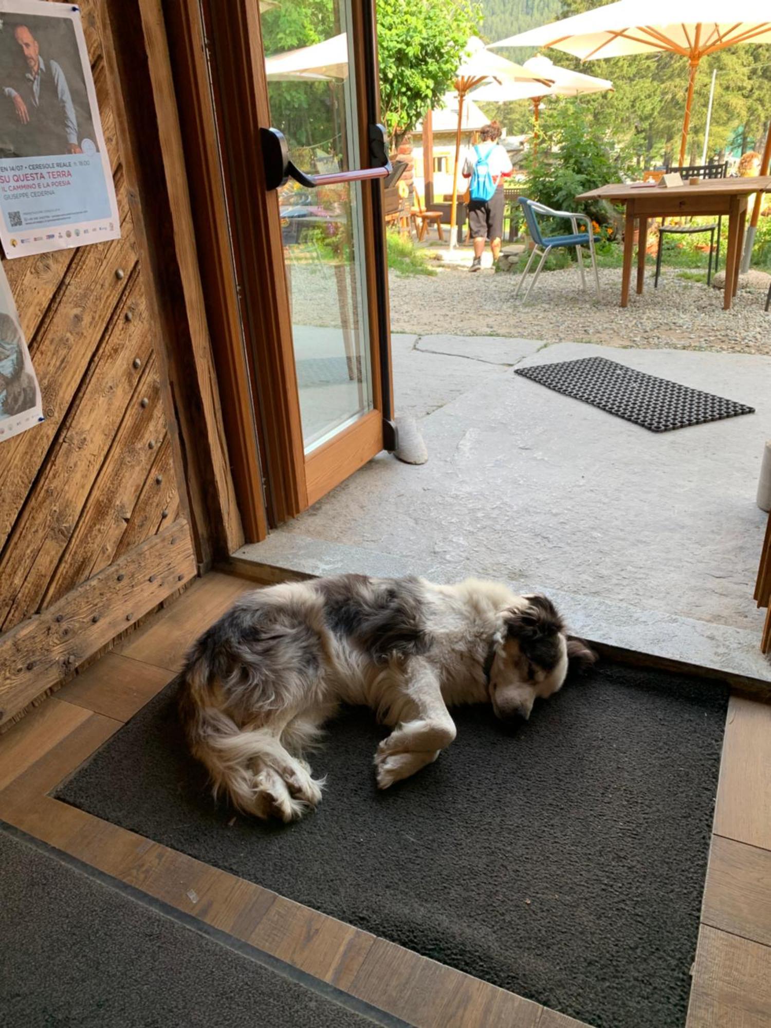 Chalet Del Lago Ceresole Reale Eksteriør billede
